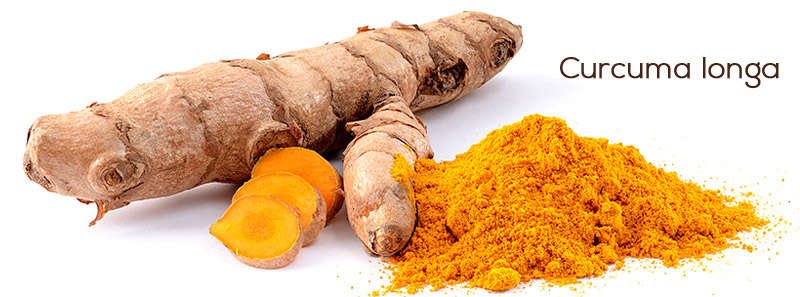 curcumalonga